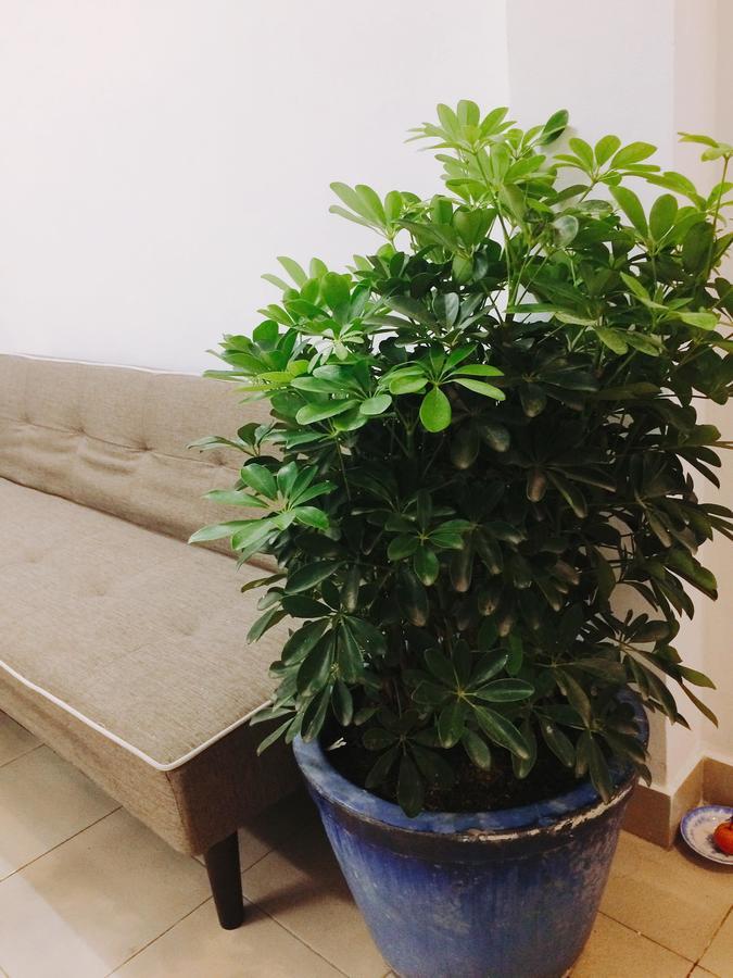 הו צ'י מין סיטי Condodo Hostel מראה חיצוני תמונה